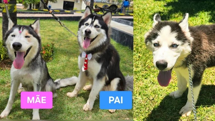 FILHOTE DE HUSKY SIBERIANO c/ DESCONTO de R$ 500,00!!! ÚLTIMA Fêmea c/ PEDIGREE da CBKC!!! - Foto 5