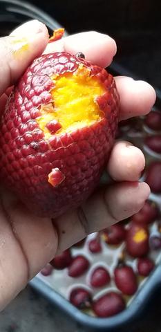 Buriti