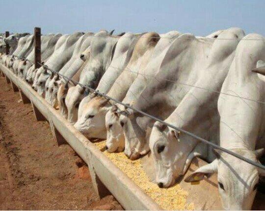 Confinamento bovino e outros!