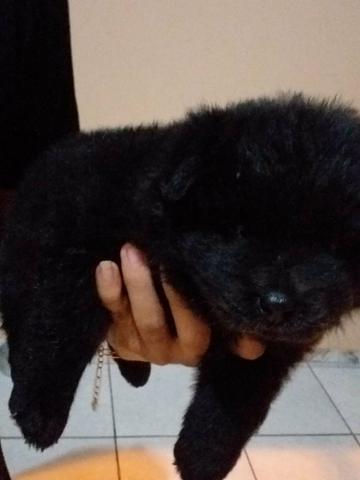 Vendo filhote femea de chow chow - Foto 3