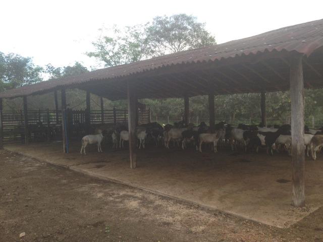 Fazenda as margem da BR 222 a 01 km de Batalha ? PI - Foto 3