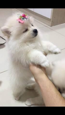 Filhotes de Spitz alemão. - Foto 3