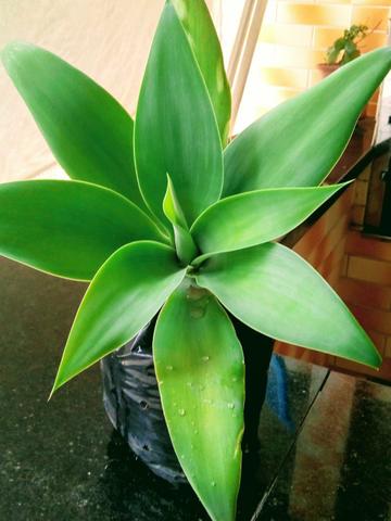 Mudas de Agave attenuata Agave Dragão - Foto 2