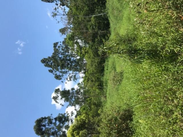 Vendo terreno rural camboriú - Foto 5