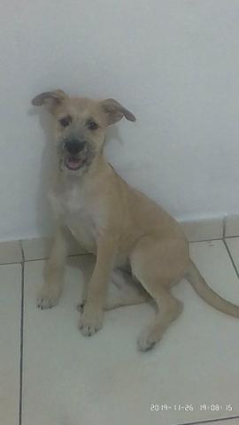 Adoção - Foto 2