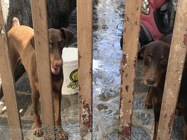 Doberman (filhotes) - Foto 6
