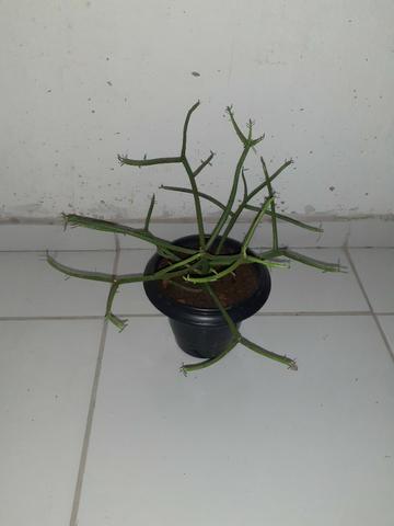 Avelós em vaso! - Foto 3