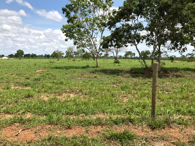 Fazenda 1.163 hectares em Livramento MT - Foto 7