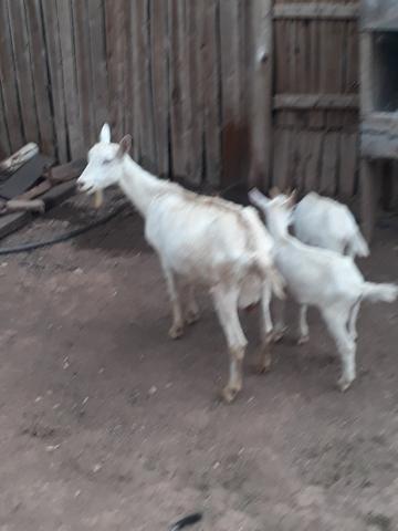 Cabras sanney - Foto 3