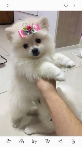 Filhotes de Spitz alemão. - Foto 4