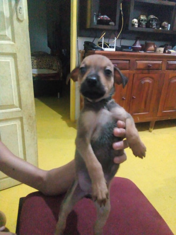 Estou doando - Foto 4