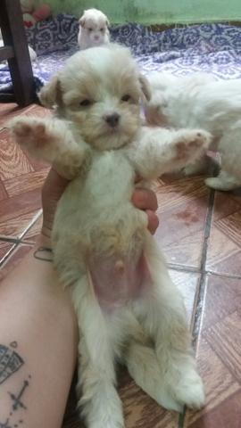 Mine poodle - Foto 5