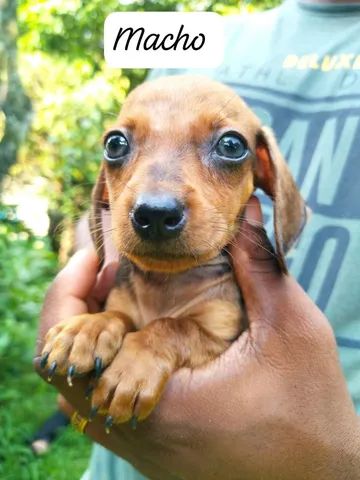 Cachorro dachshund / Basset  Realize teu sonhos ... - Foto 6