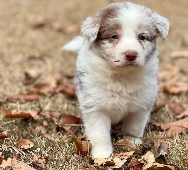  Filhotes da raça: Border Collie @canilcanaa - Foto 6