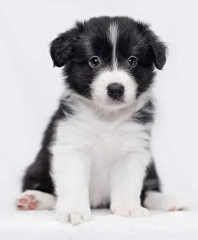 Cachorro Border Collie macho e femea, com garantia genetica vitalicia. -  Cachorros e acessórios - Munhoz Júnior, Osasco 1261817580