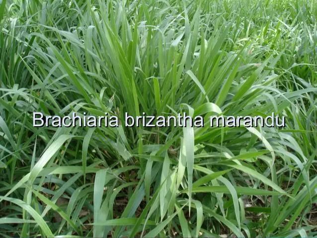 Sementes para pastagem  - Foto 2