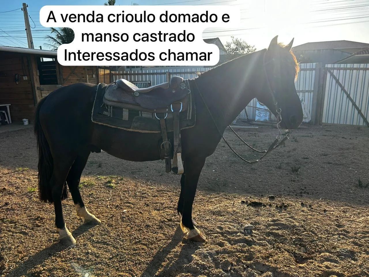 A venda cavalo crioulo
