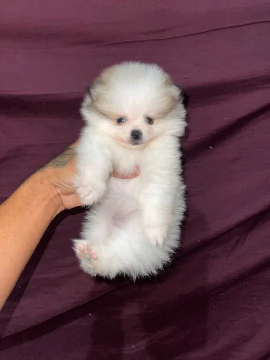 Lulu da pomerania anão  - Foto 6