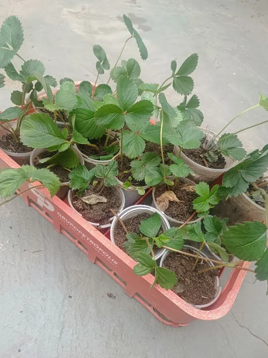 Mudas de Morango - 10 reais
