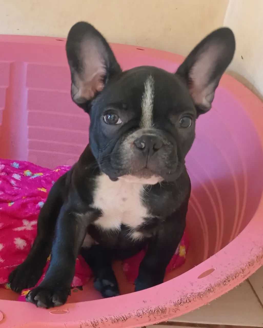 Filhote de Bulldog Francês