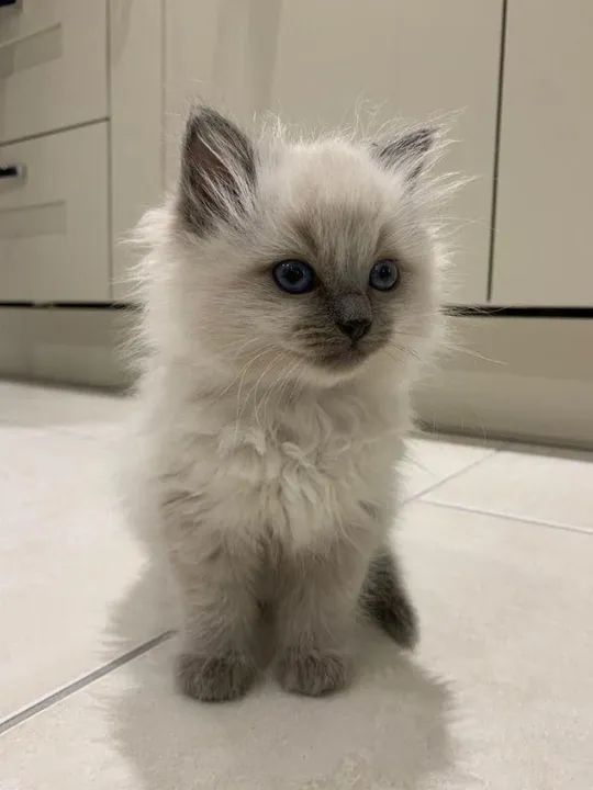 Ragdoll Filhotes Adoráveis na Cor Creme Colorpoint