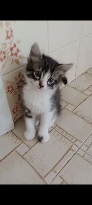 Gatinha Peludinha para Adoção  - Foto 2