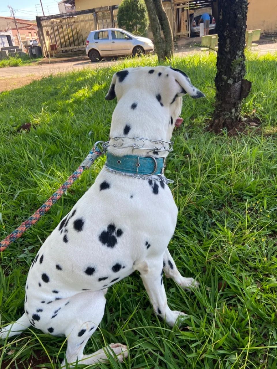 Doação Dalmata macho  - Foto 2