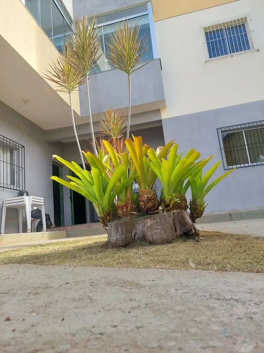Poda de arvores e jardinagem  - Foto 3
