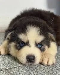 Husky Melhoramos o valor 