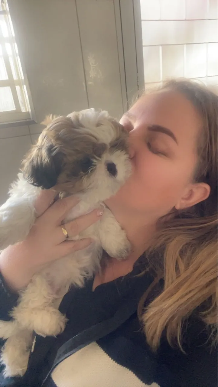 Filhote de Shih Tzu para venda