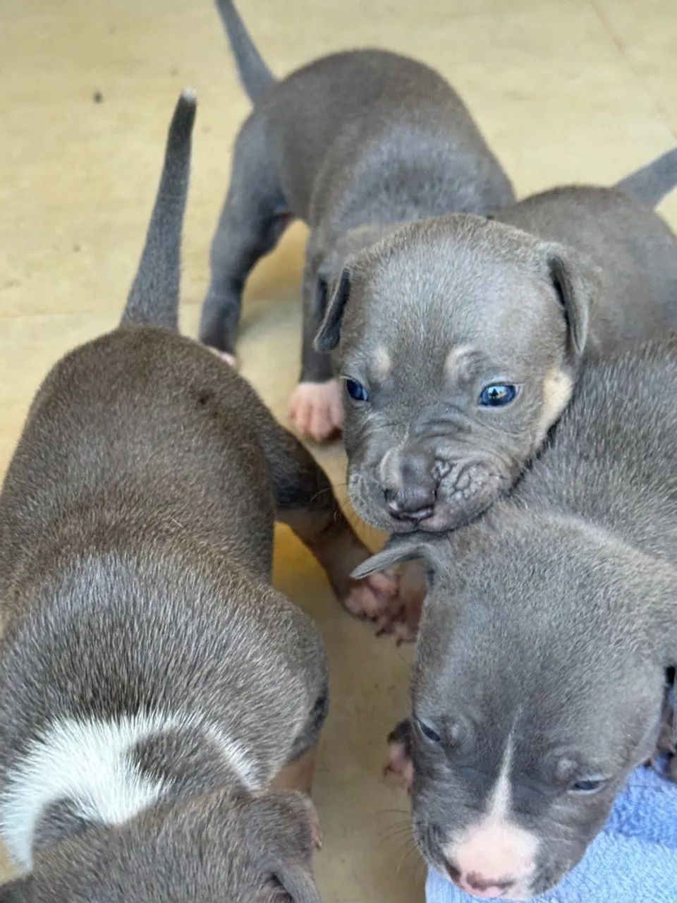 *PitMonster* Venda Disponível! - Foto 2