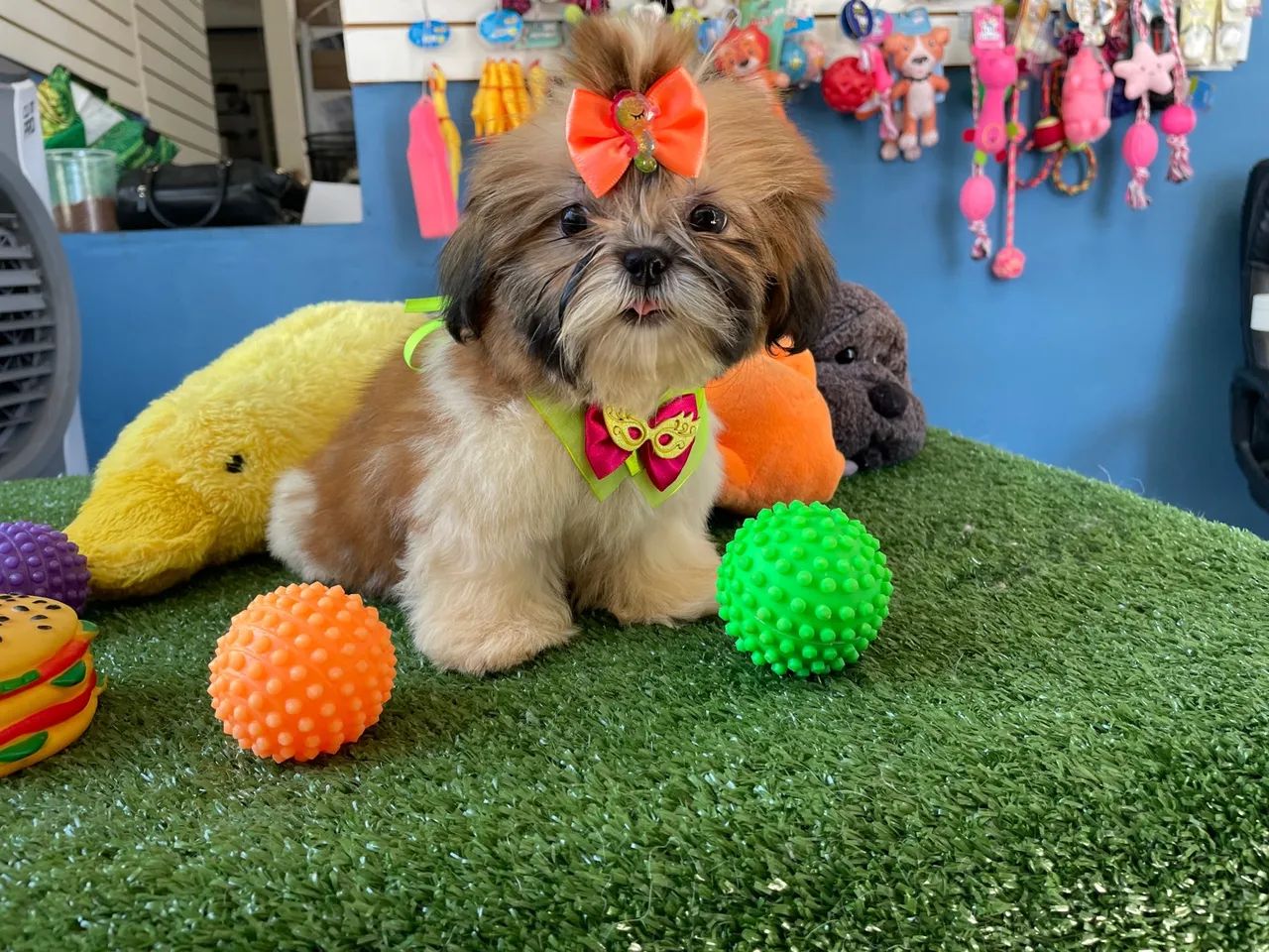 Mini shih tzu fêmea 68  dias  $1.800,00