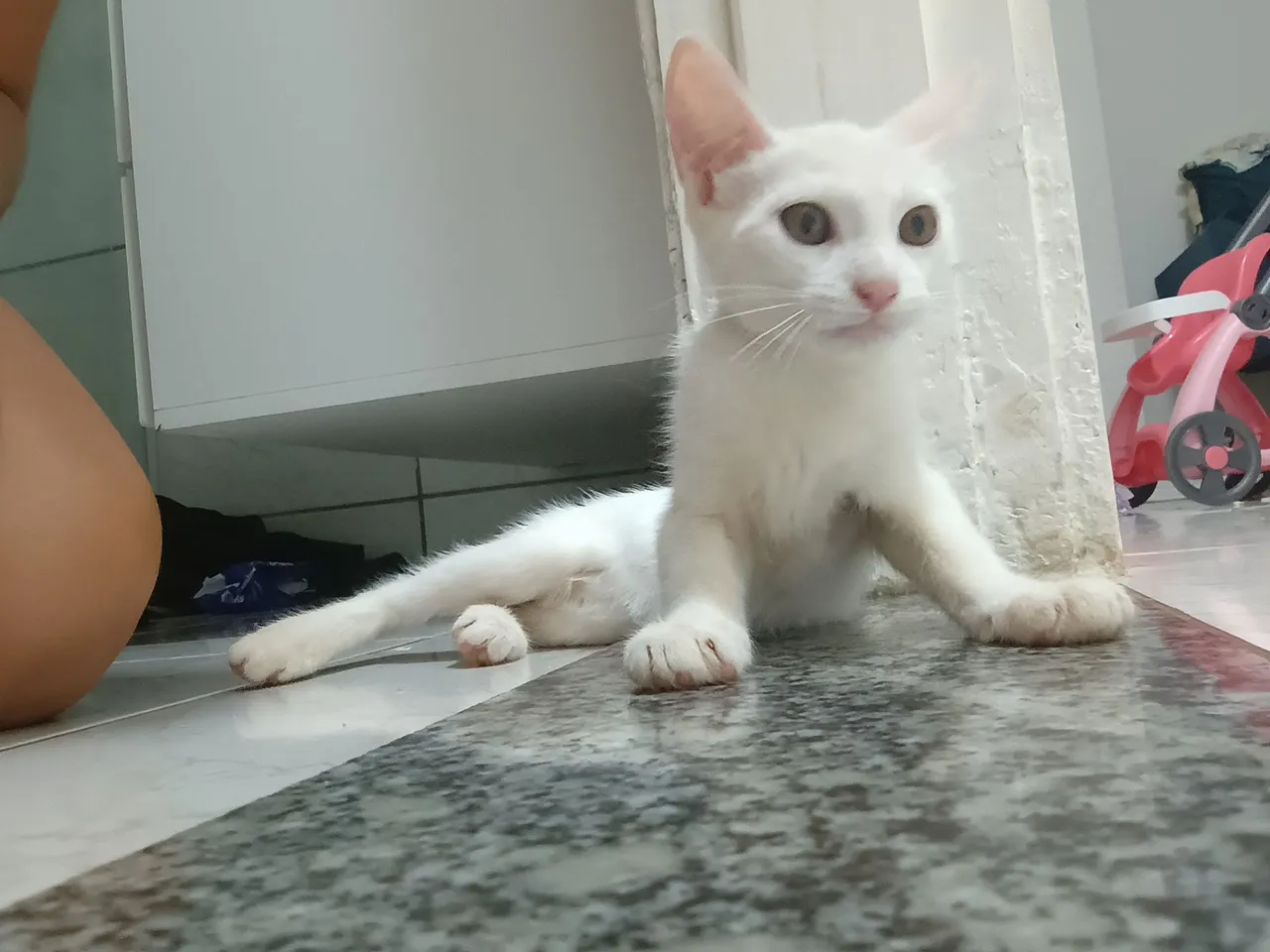 Gatinho branco para adoção