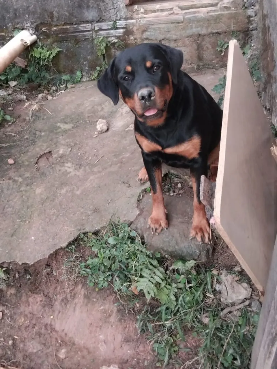 Rottweiler 