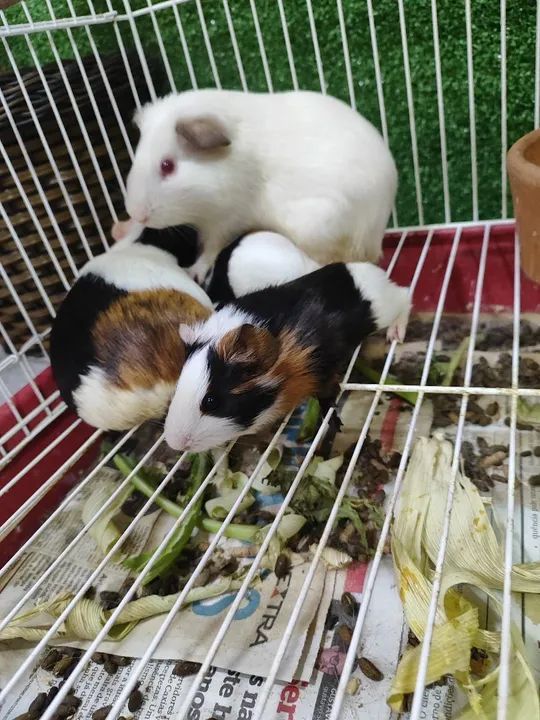 4 porquinhos da índia fofinhos para venda - Foto 2