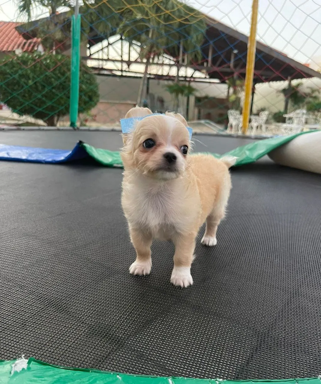 Filhote de Chihuahua Fofo