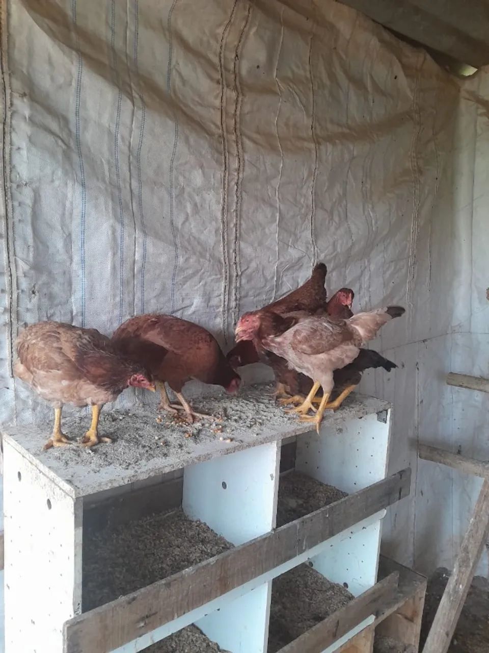 vendo 6 galinhas caipiras  - Foto 2