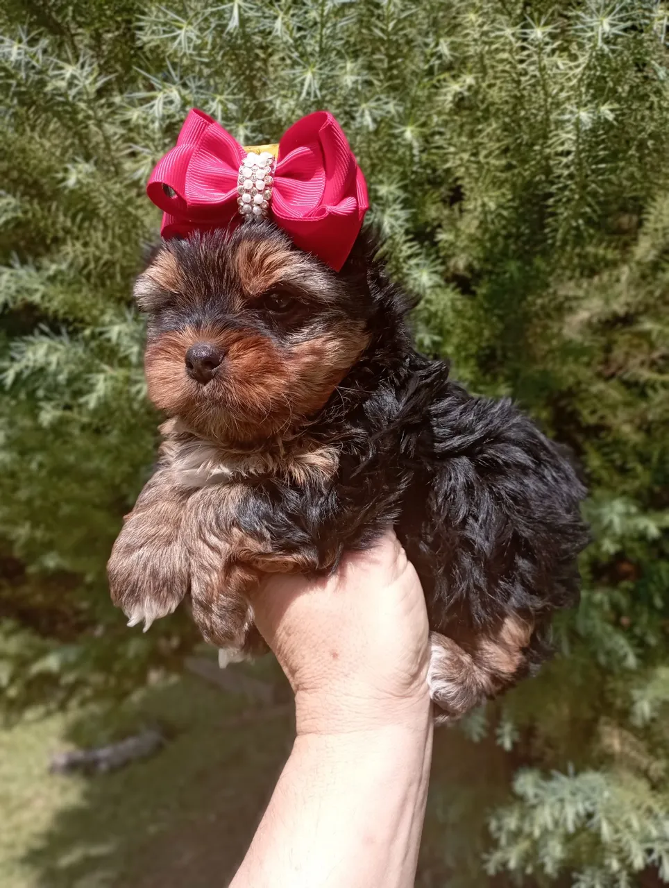 Filhote de Yorkshire Terrier micro maravilhosa