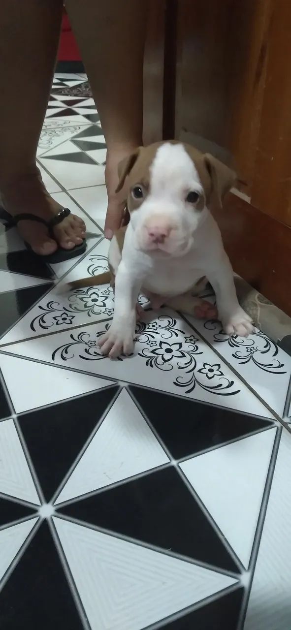 Filhote de Pit Bull