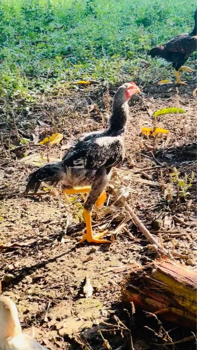 Frangos e galo - Foto 5