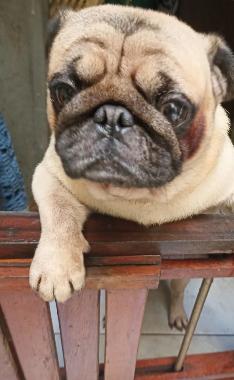 Vende Pug Macho
