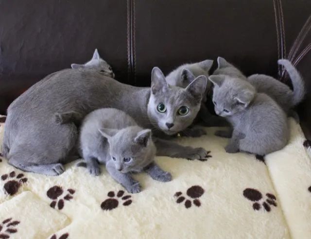 russian blue 55 dias