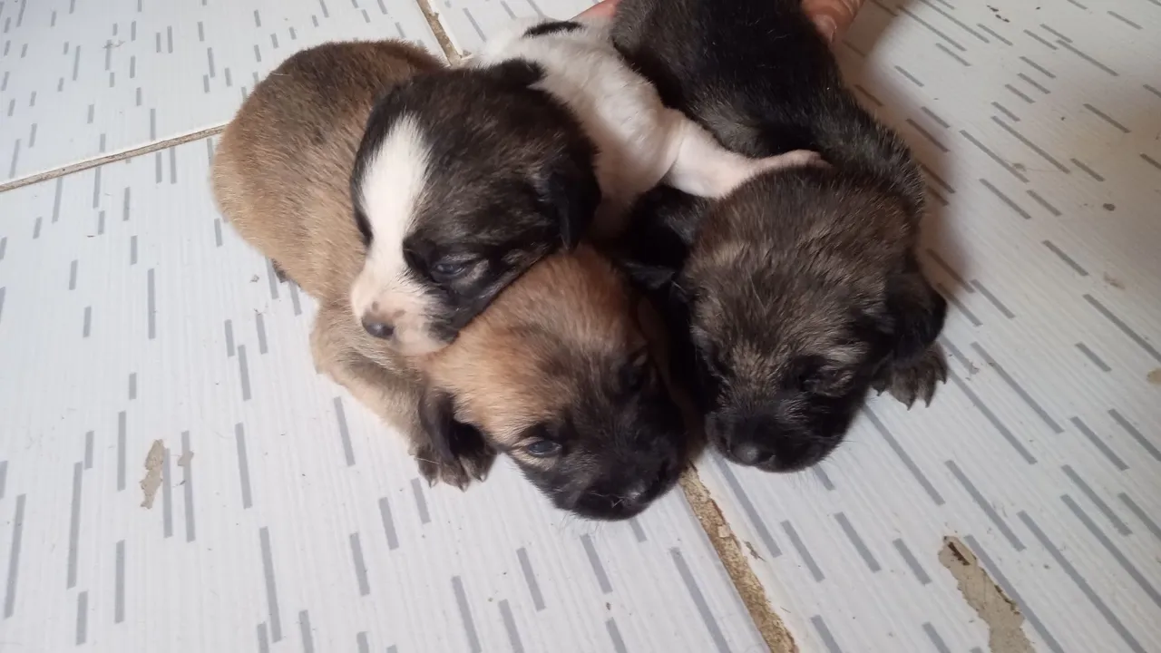 Filhotes para doação,duas fêmeas e um macho