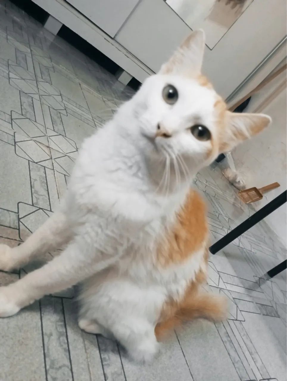 Três gatinhos fofinhos para adoção - Foto 2