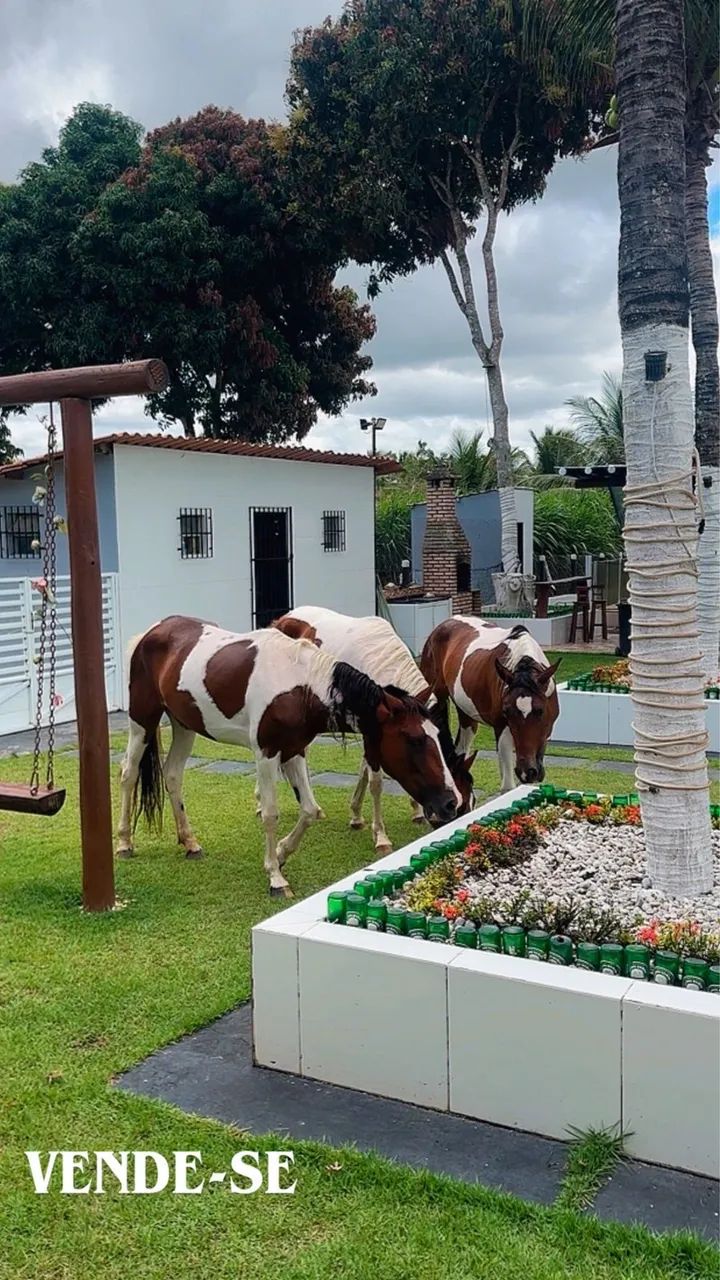 Cavalos  - Foto 5