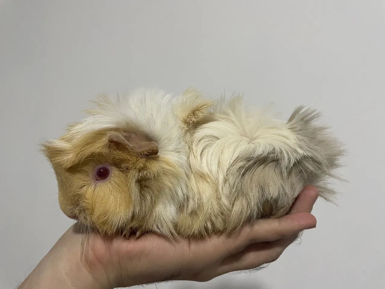 porquinhos da Índia de pêlo curto, médio e longo  - Foto 3