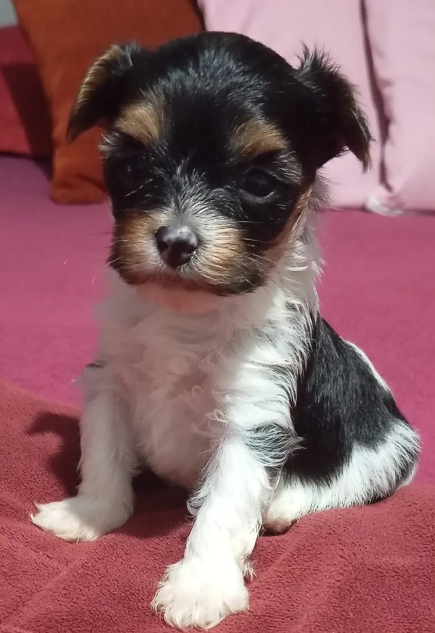 Yorkbiewer Terrier a lá pom pom fêmeas disponíveis