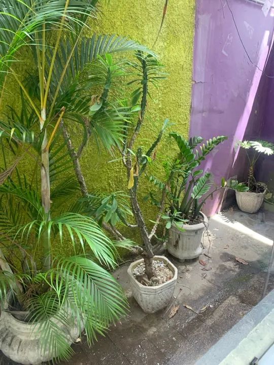 Conjunto de Vasos para Plantas - Foto 3