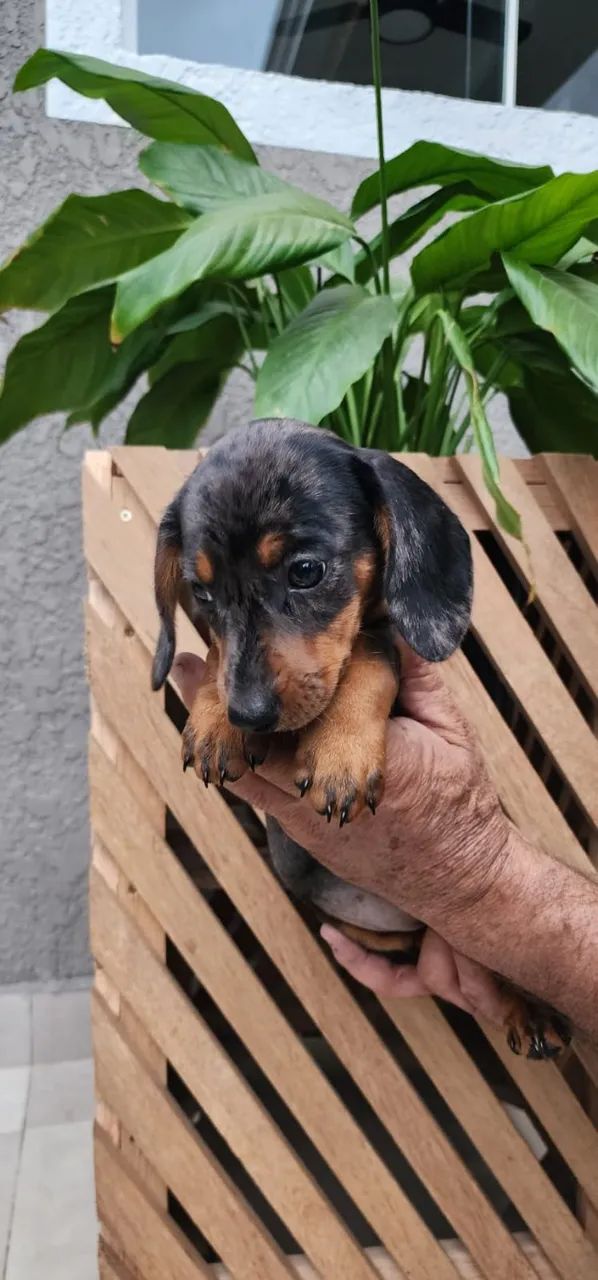 Dachshund O Linguicinhaaa!!! Com Cachorros Centro