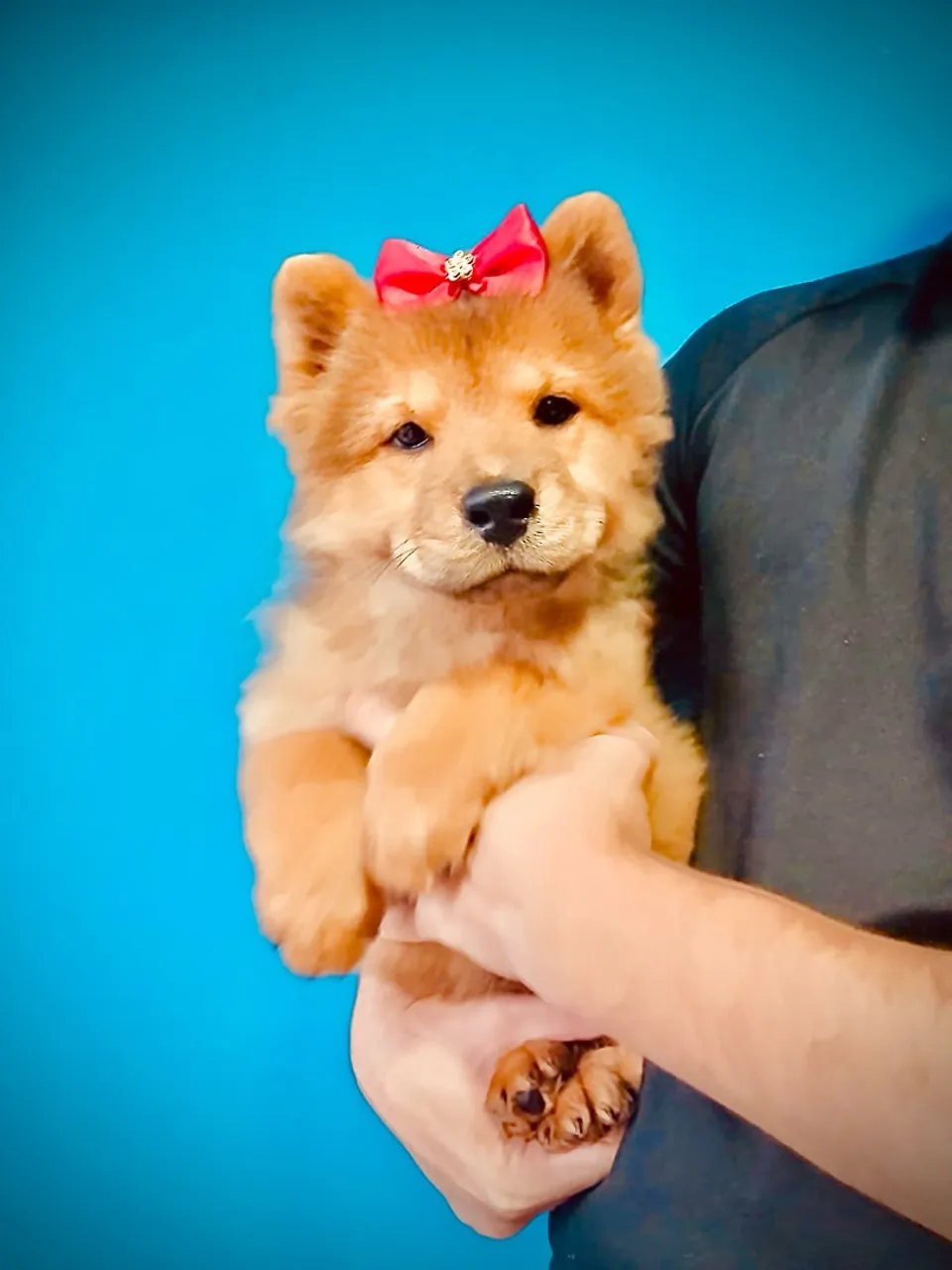 Filhotes de Chow Chow 
